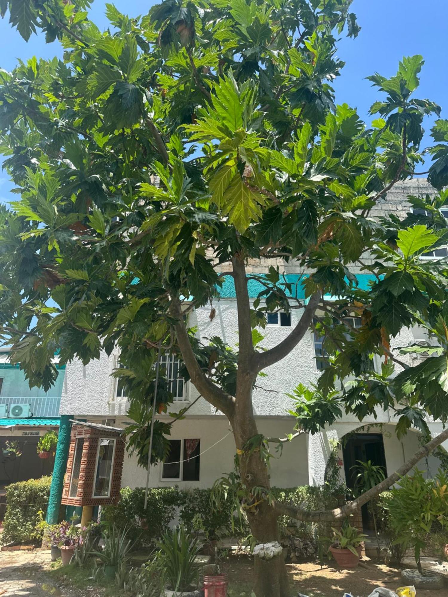 Hosteria Cattleya San Andres  Bagian luar foto